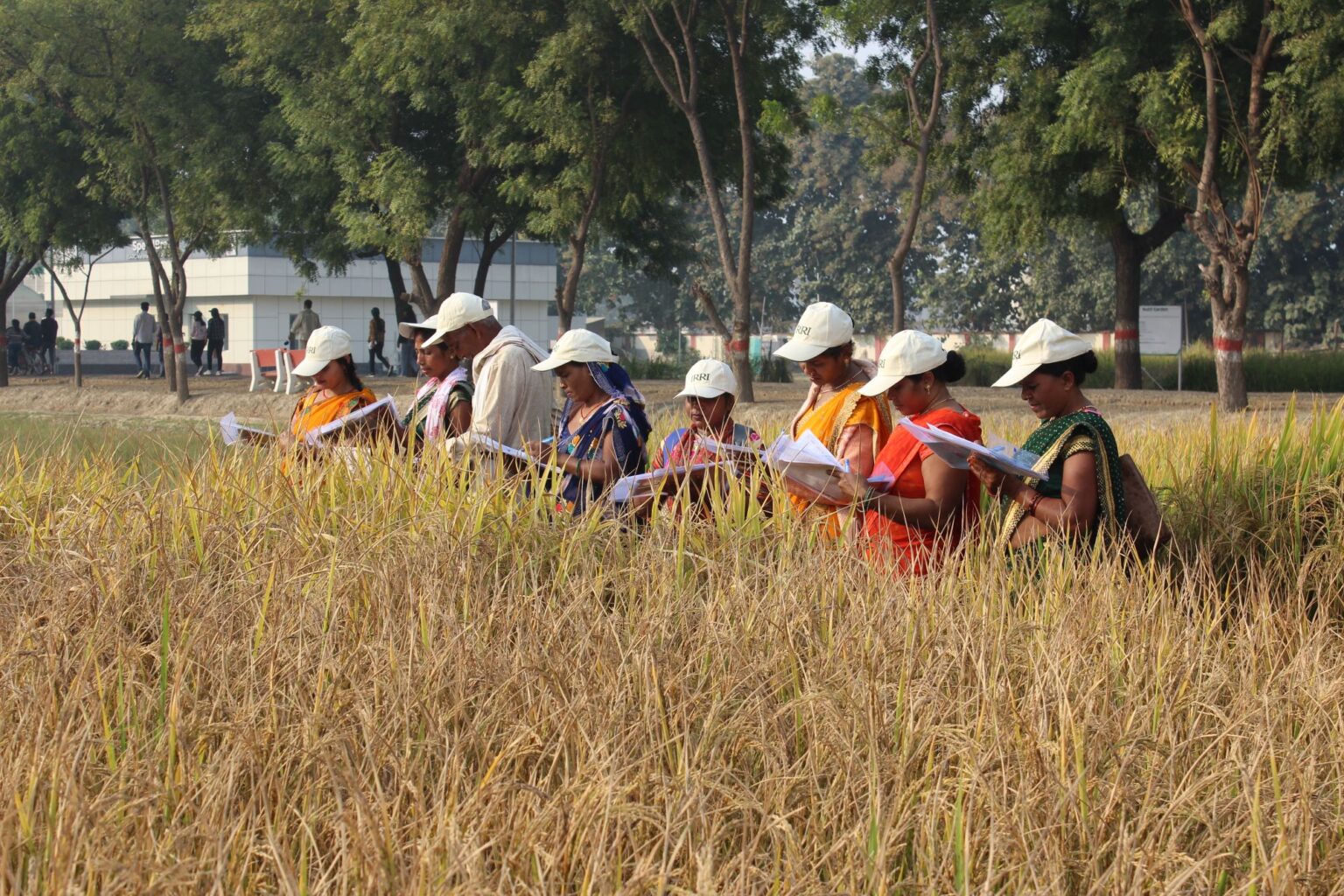 isarc-annual-rice-varietal-cafeteria-banner