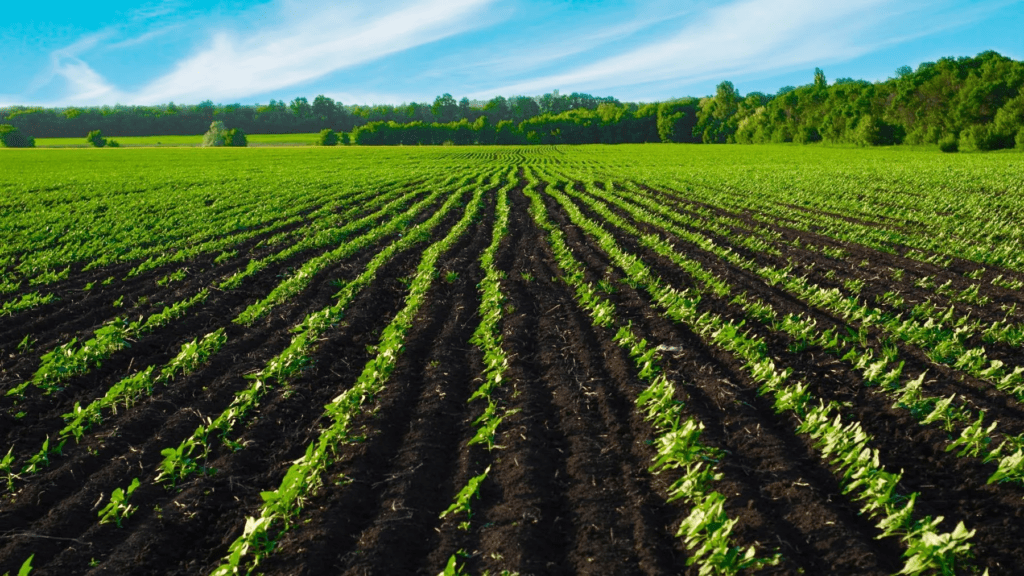 organic-farming-1024x576